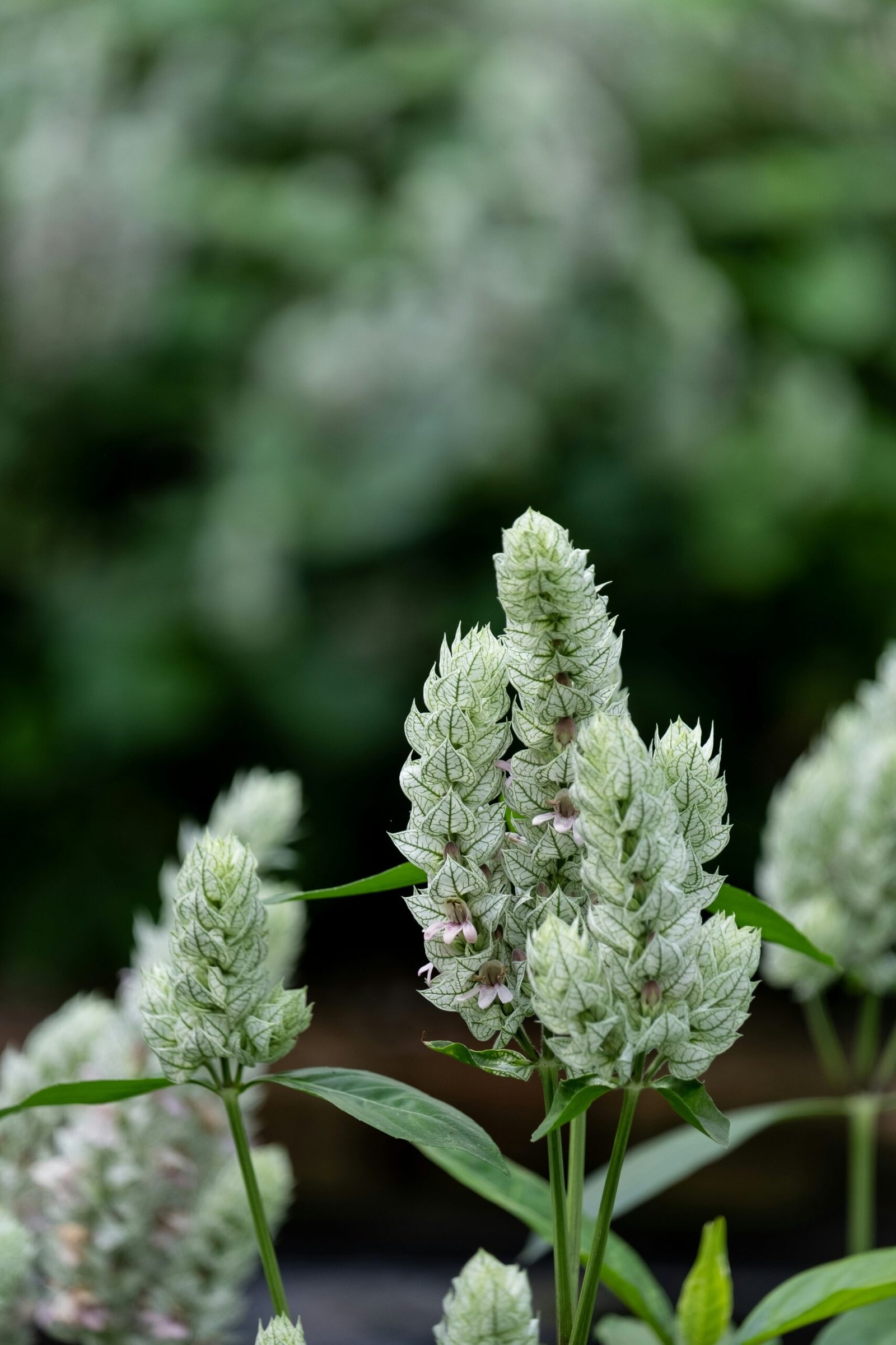Discover the Enchanting Beauty of Bellingrath Gardens