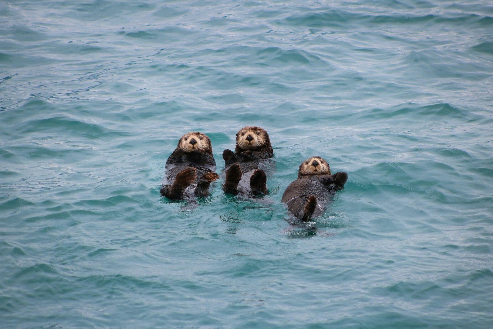 Exploring the Wonders of Kenai Fjords National Park