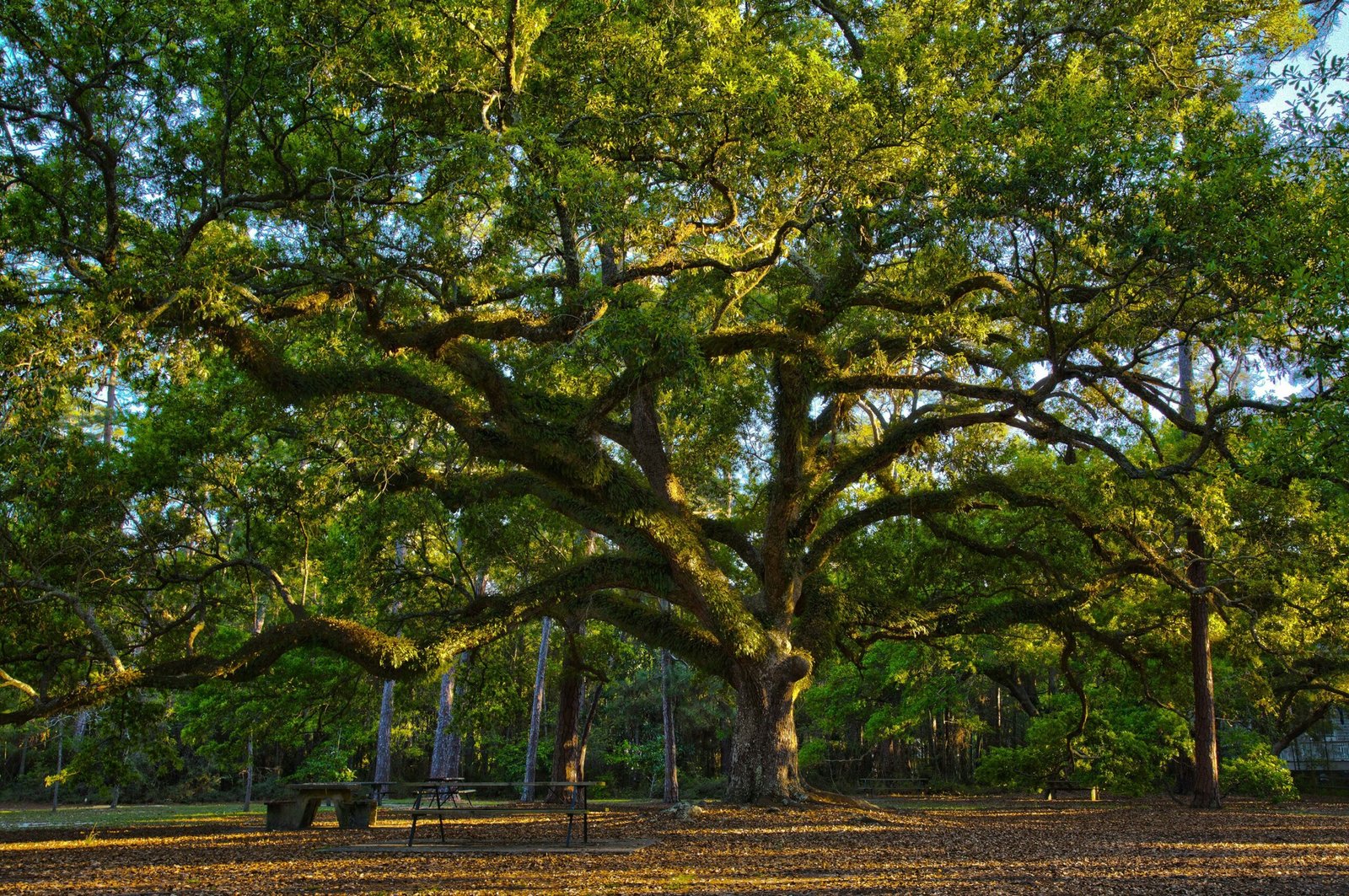 Discover the Hidden Charm of Dauphin Island